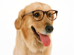 dog-training-classes-4