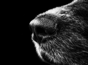 naso_del_cane-700x520