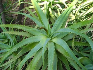 aloe
