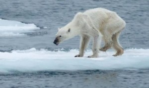 orso-polare-360x214