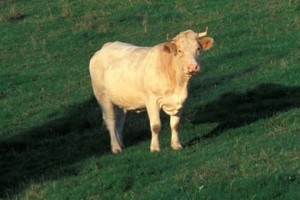 z-00632-Vacca_Charolais_d